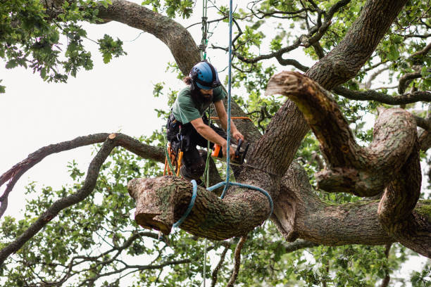 Professional Tree Removal Services in Upper Lake, CA