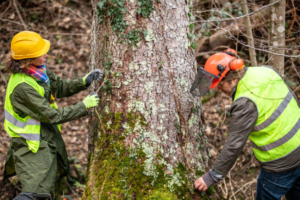 How Our Tree Care Process Works  in  Upper Lake, CA