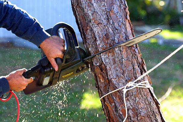 Best Palm Tree Trimming  in Upper Lake, CA