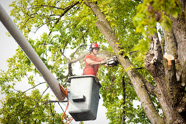 Best Tree Maintenance Programs  in Upper Lake, CA