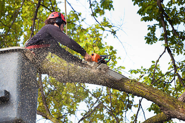 Best Commercial Tree Services  in Upper Lake, CA