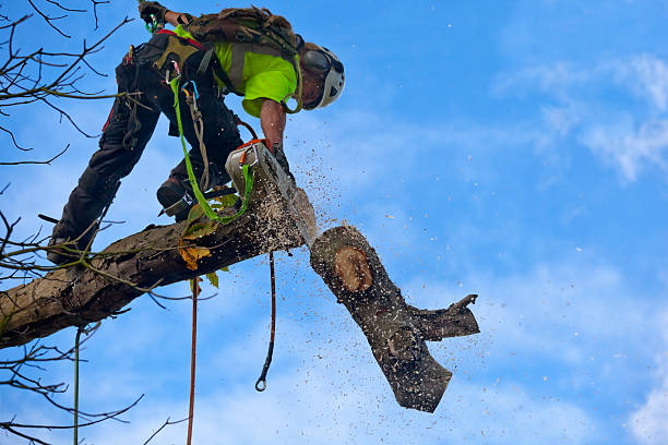 Leaf Removal in Upper Lake, CA