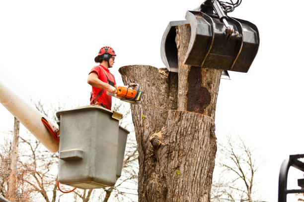 Best Tree Removal  in Upper Lake, CA